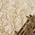 Ковер Dream дизайн 03543-B5386 CREAM-COFFEE, прямоугольник 2.00x4.00, фото , изображение 4